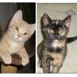 Meet your Posher, Rene